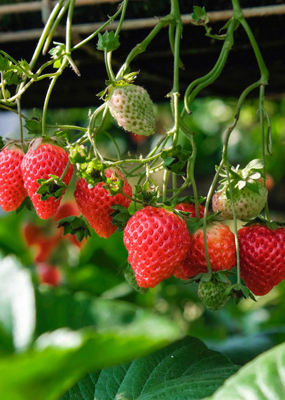 Fragaria x ananassa Delizzimo - Aardbei - Ø13cm - ↕45cm