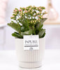 Kalanchoe Pink In P&PURE Ivy Ceramics Shiny White - Ø12cm - ↕27cm