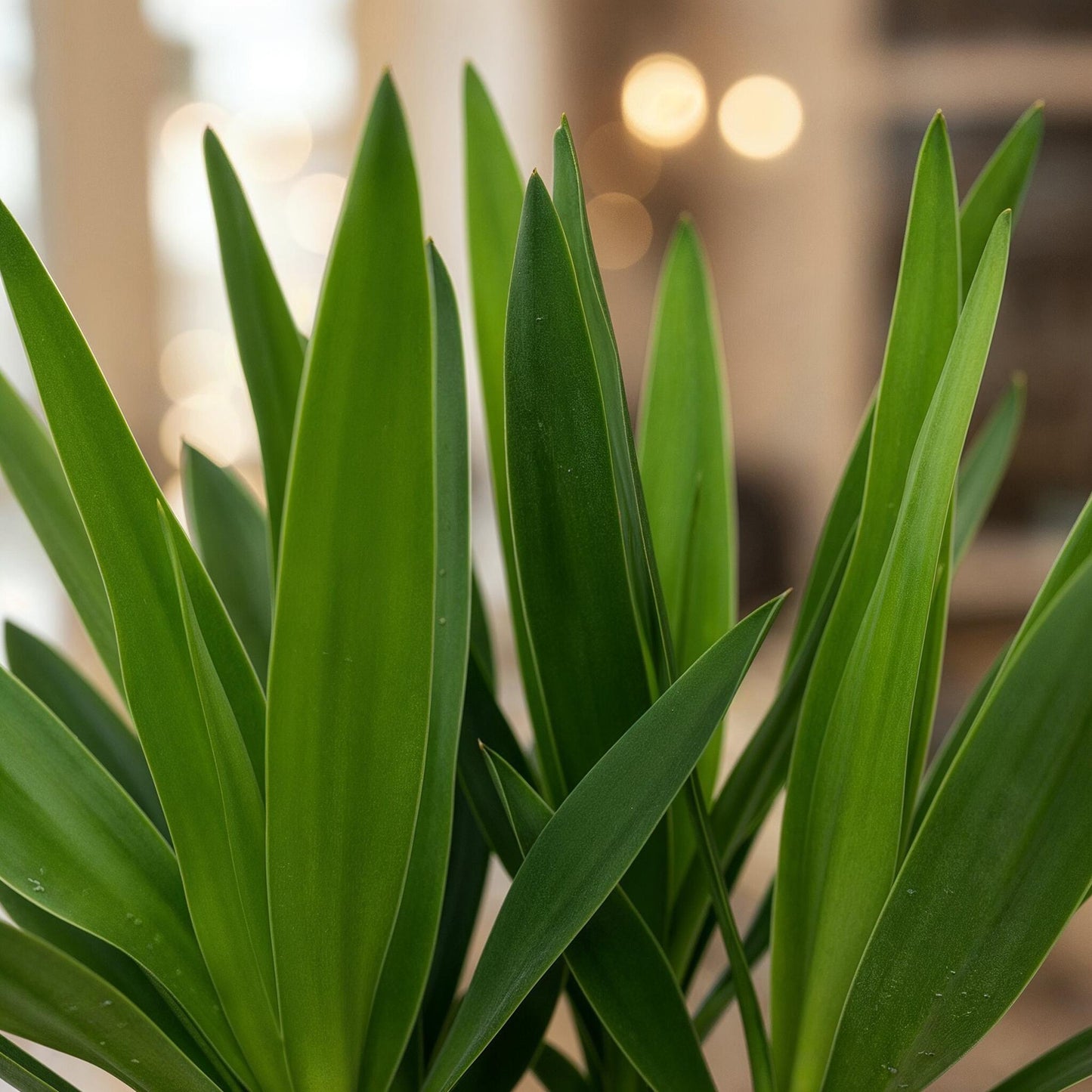 Green boutiQ - Kamerplant - Yucca elephantipes - Yucca - Weinig onderhoud - Groen - 2 - Pot 14cm - Hoogte 55cm