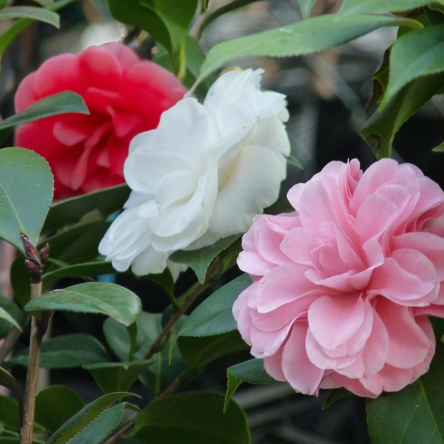 Green boutiQ - Heesters - Camelia japonica Tricolour - Bloem Roze, Wit en Rood - 3 Planten - 1 m2 - Groenblijvend - Pot 15cm Hoogte 30cm