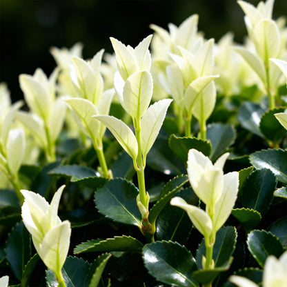 Green boutiQ - Haagplanten - Euonymus japonica Paloma Blanca - Blad Groen en Wit - 8 Planten - 1 Strekkende Meter - Groenblijvend - Pot 9cm Hoogte 30-35cm