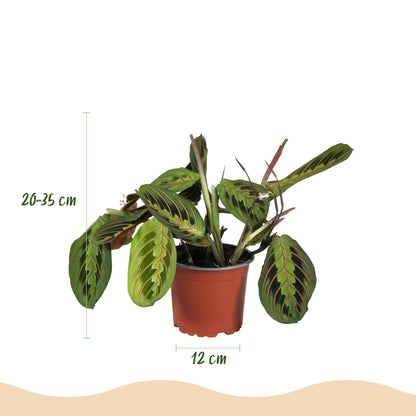 Green boutiQ - Kamerplant - Chlorophytum - Maranta - Calissia - Nephrolepsis - Mix van 4 - Huisdiervriendelijke Planten - Groen - 4 Planten - Pot 12cm - Hoogte 25cm