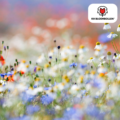 Wilde Bloemenzaad Mengsel – 100 gram | Goed voor Bijen, Vlinders & Biodiversiteit | ± 30–50 m²