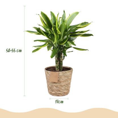 Green BoutiQ - Green is... Kamerplanten - Dracaena fragrans Golden Coast - Drakenbloedboom - Weinig onderhoud - met mand - Groen - 1 Plant - Pot 17cm - Hoogte 50-55cm