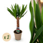 Green boutiQ - Kamerplant - Yucca elephantipes - Yucca - Weinig onderhoud - Groen - 2 - Pot 14cm - Hoogte 55cm