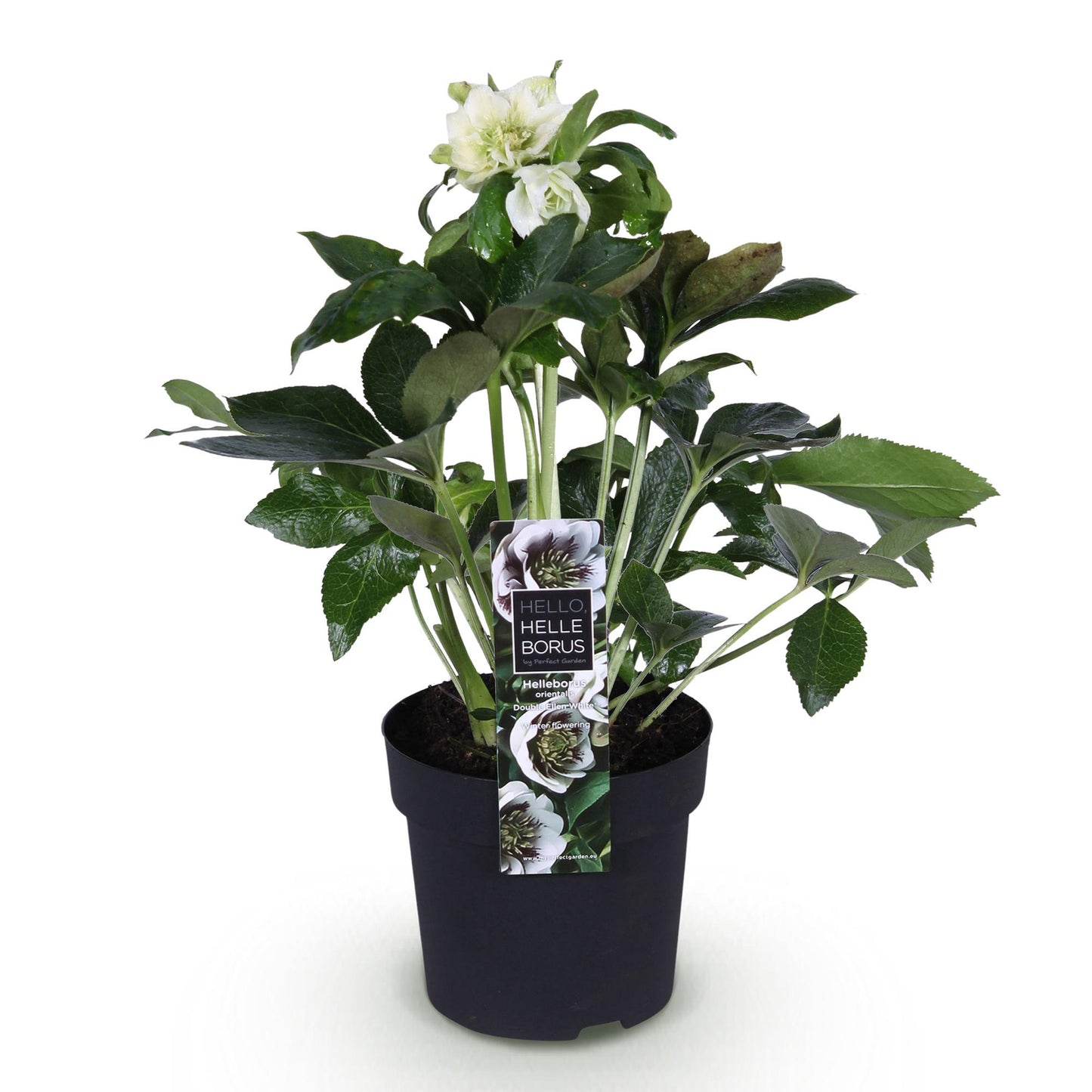 Green boutiQ - Tuinplant - Lenten Rose - Helleborus orientalis Double Ellen White - Witte Bloem -1 Plant - Groenblijvend - Pot 14cm Hoogte 35cm