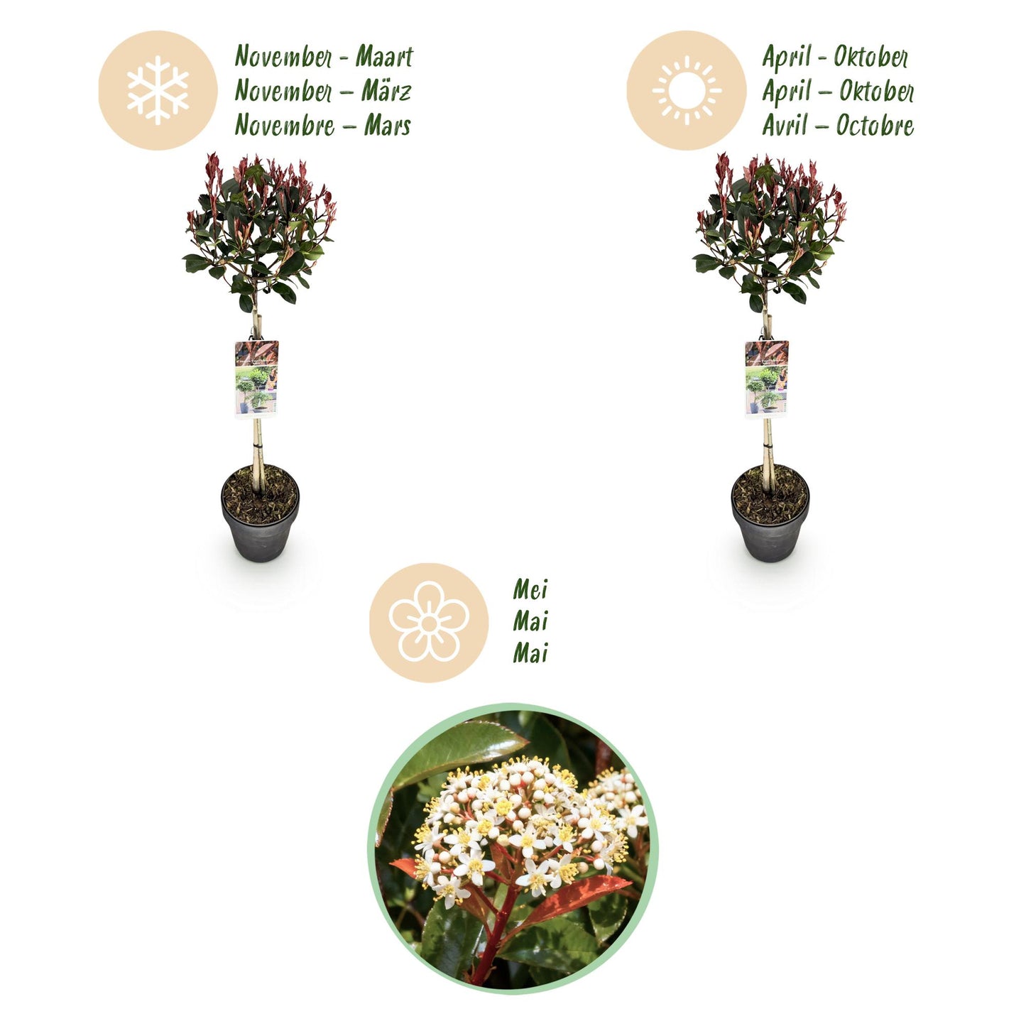 Green boutiQ - Plant op Stam - Photinia fraseri Little Red Robin - Terras Plant - Bladhoudend - Winterhard - Groen-Rood Blad - Pot 19cm Hoogte 90cm