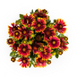 Gaillardia Aristata Ø19cm - ↕40 - 50cm