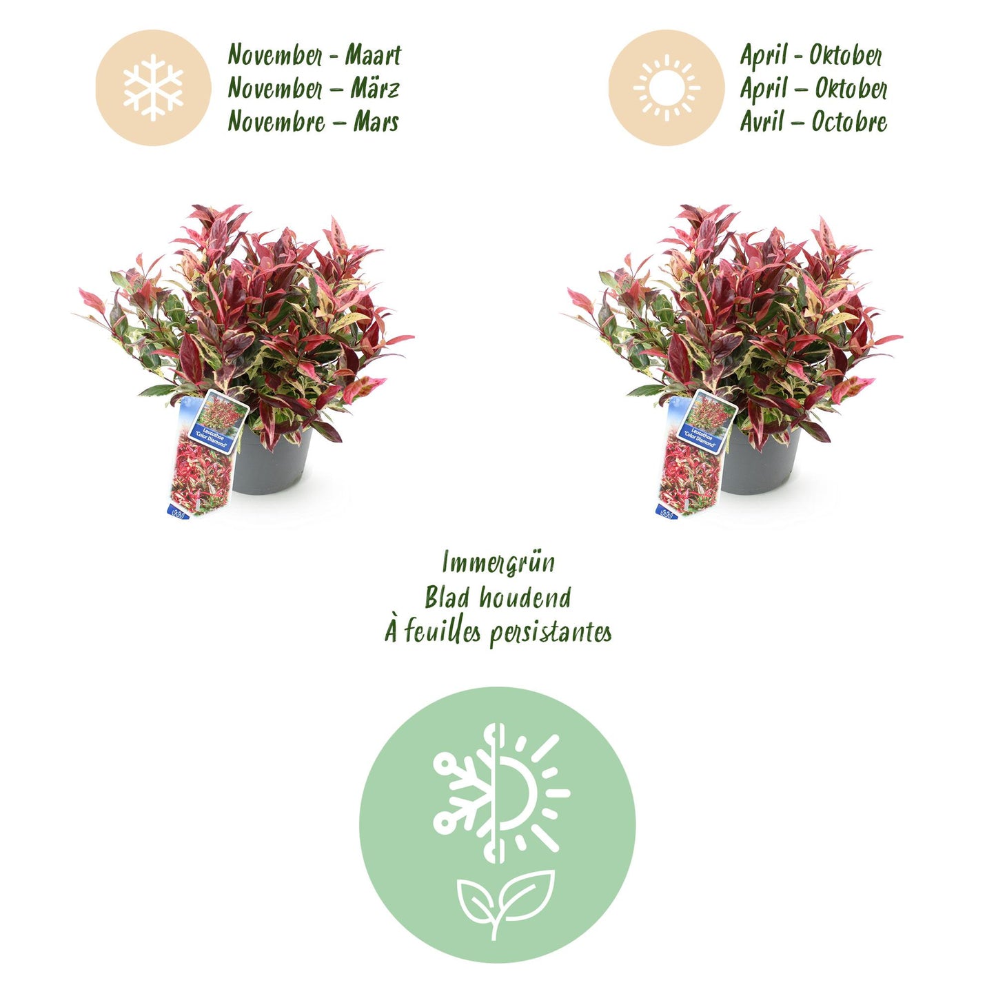 Green boutiQ - Tuinplant - Leucothoe Colour Diamond - Bont - 2 Planten - Groenblijvend - Weinig Onderhoud - Pot 17cm Hoogte 45cm