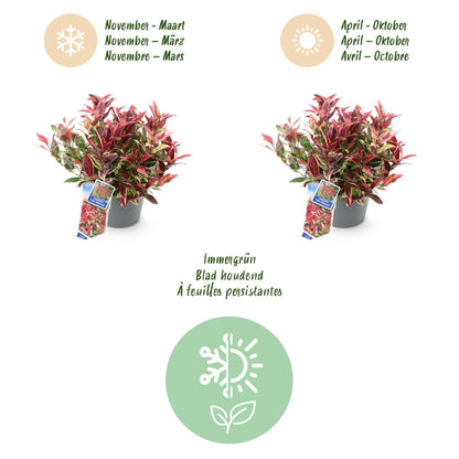 Green boutiQ - Tuinplant - Leucothoe Colour Diamond - Bont - 2 Planten - Groenblijvend - Weinig Onderhoud - Pot 17cm Hoogte 45cm