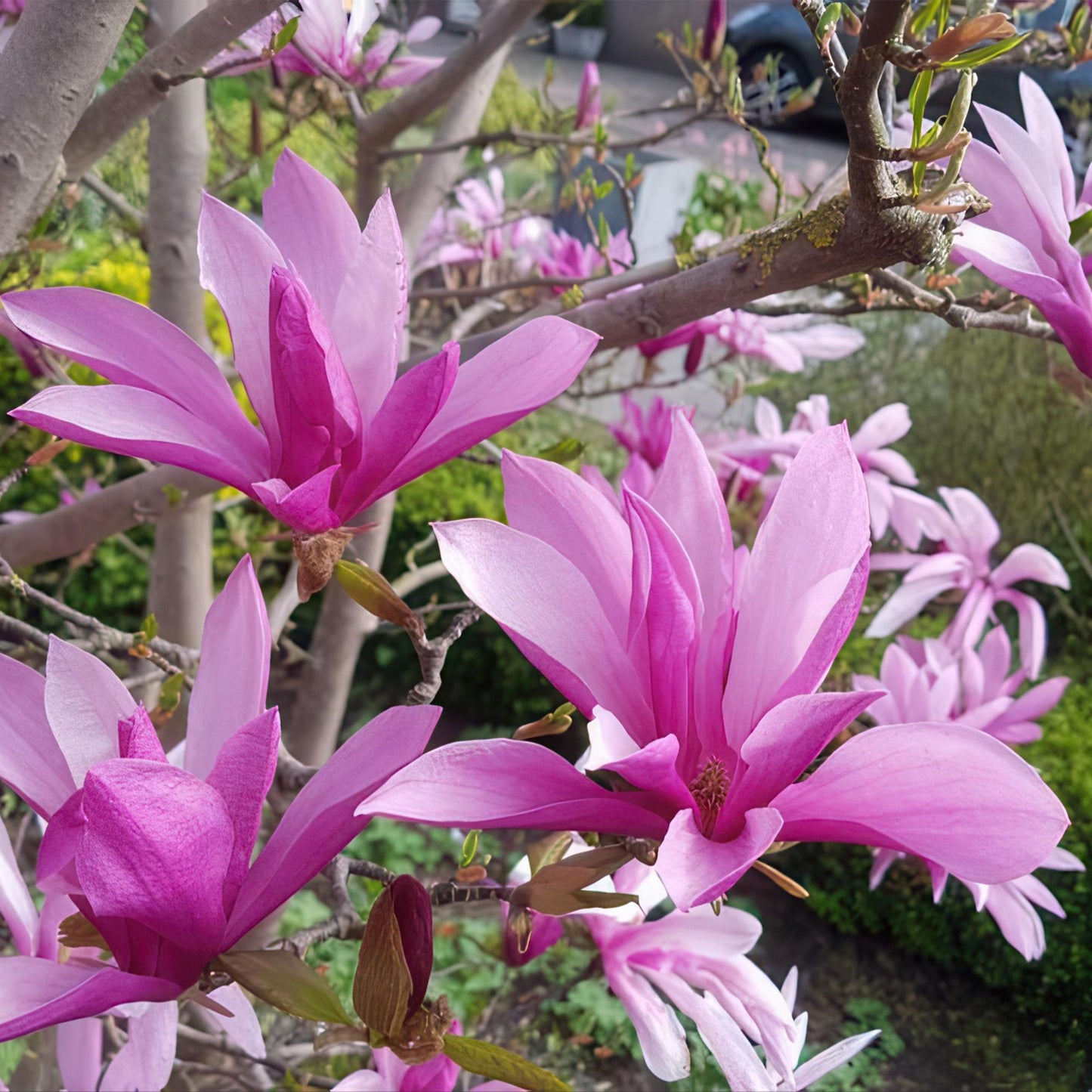 Green boutiQ - Plant op Stam - Magnolia Susan - Terras Plant - Bladverliezend - Winterhard - Roze Bloem - Pot 19cm Hoogte 90cm