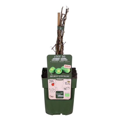 Actinidia arguta 'Issai' - Kiwibes - Ø13cm - ↕45cm