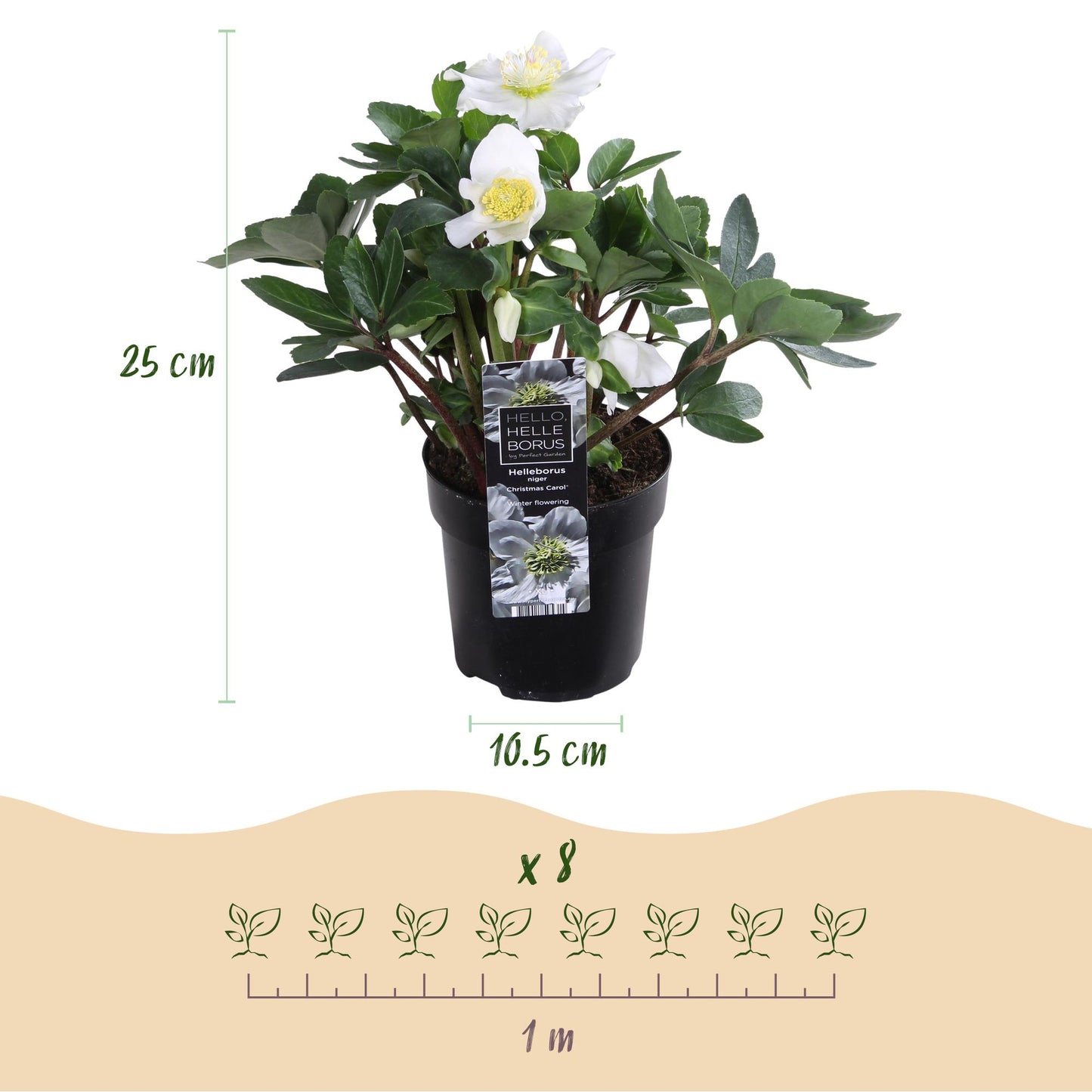 Green boutiQ - Tuinplant - Kerstroos - Helleborus Christmas Carol  - Witte Bloem - 6 Planten - Groenblijvend - Pot 10,5cm Hoogte 25cm