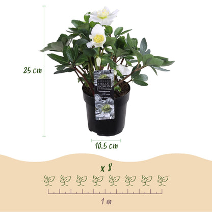 Green boutiQ - Tuinplant - Kerstroos - Helleborus Christmas Carol  - Witte Bloem - 6 Planten - Groenblijvend - Pot 10,5cm Hoogte 25cm