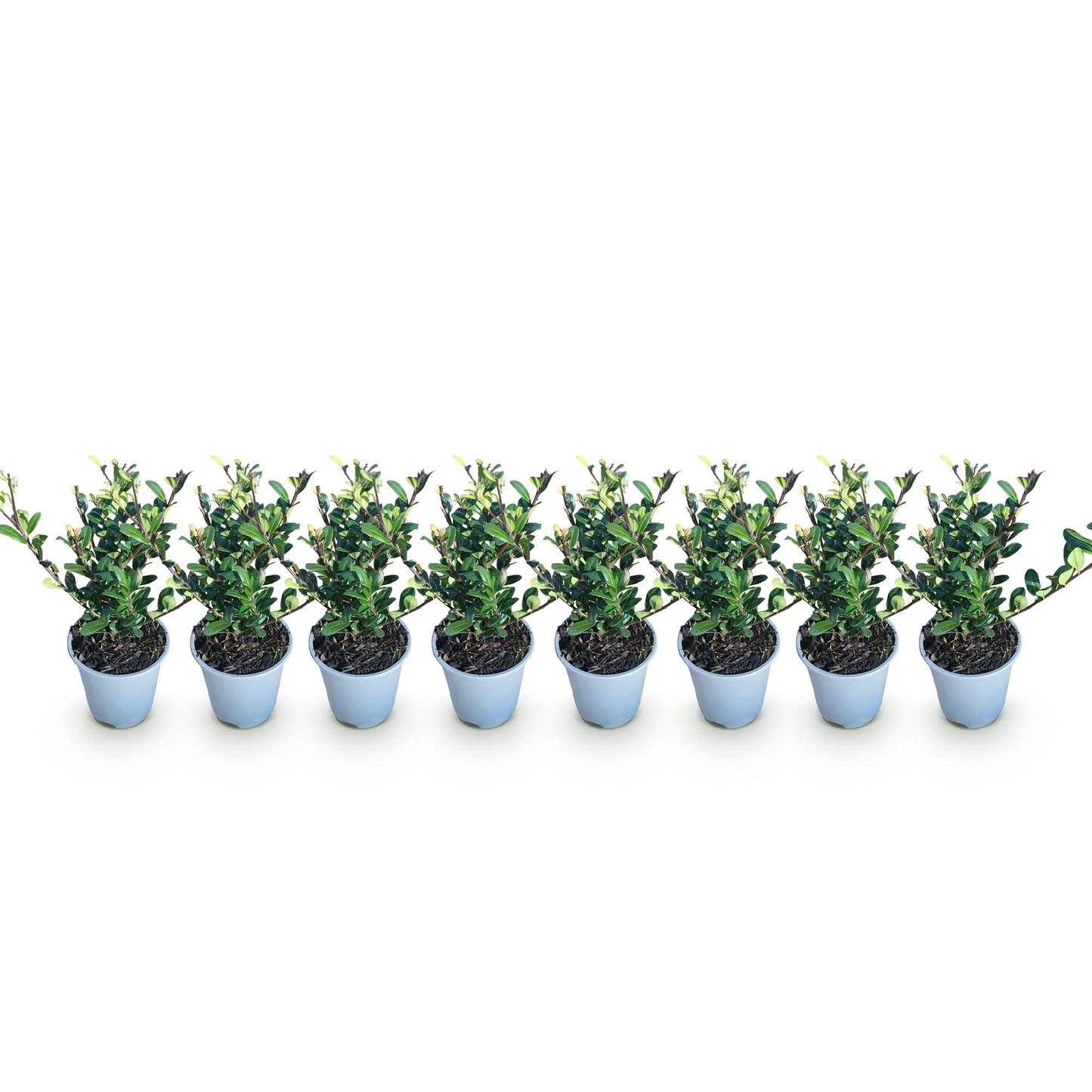 Green boutiQ - Haagplanten - Ilex crenata Caroline Upright - Blad Groen - 8 Planten - 1 Strekkende Meter - Groenblijvend - Pot 9cm Hoogte 25-30cm
