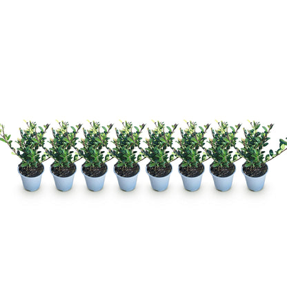 Green boutiQ - Haagplanten - Ilex crenata Caroline Upright - Blad Groen - 8 Planten - 1 Strekkende Meter - Groenblijvend - Pot 9cm Hoogte 25-30cm