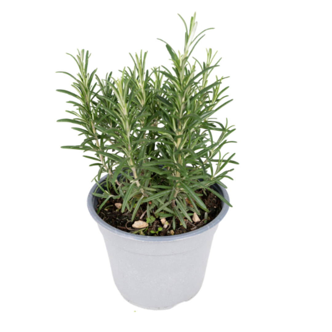 Tuinkruiden Mix (1 stuk) - Ø14cm - ↕18cm