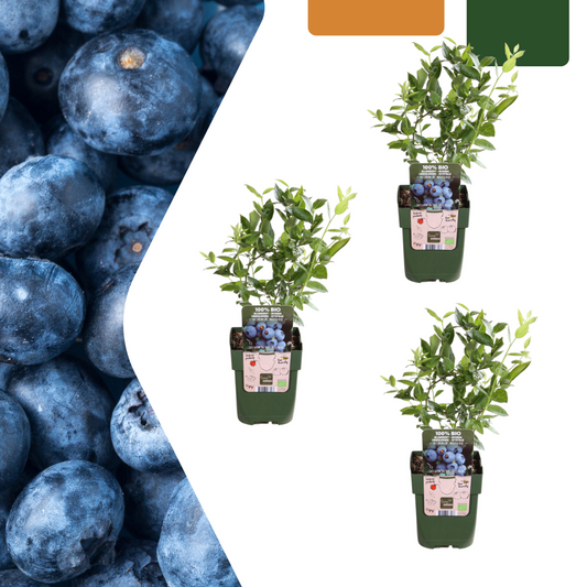3 x Bosbessenplanten BIO - Ø 13 cm - ↨ 20 cm