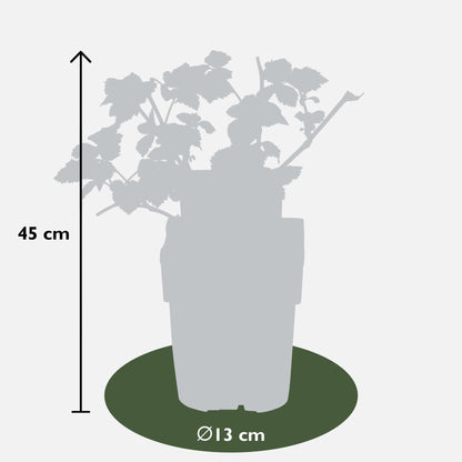 Rubus idaeus Lochness - Bramen - Ø13cm - ↕45cm