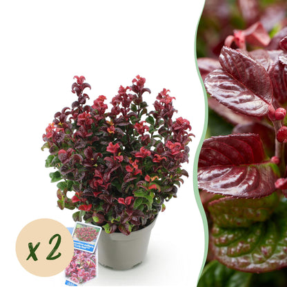 Green boutiQ - Tuinplant - Leucothoe Curly Red - Rood - 2 Planten -  Groenblijvend - Weinig Onderhoud - Pot 17cm Hoogte 40cm