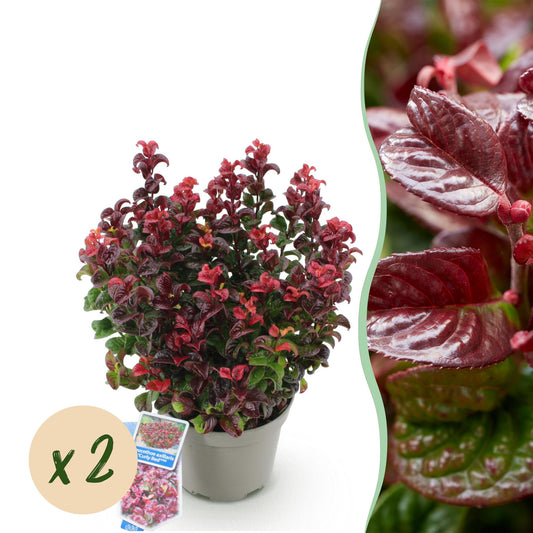Green boutiQ - Tuinplant - Leucothoe Curly Red - Rood - 2 Planten -  Groenblijvend - Weinig Onderhoud - Pot 17cm Hoogte 40cm