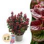 Green boutiQ - Tuinplant - Leucothoe Curly Red - Rood - 2 Planten -  Groenblijvend - Weinig Onderhoud - Pot 17cm Hoogte 40cm