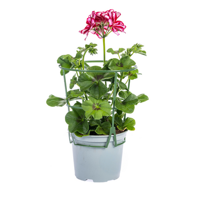 8x Pelargonium Peltatum Mexica Ruby Ø12 cm - ↕20 cm
