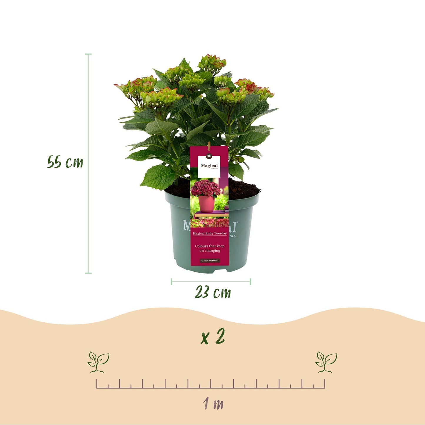 Green boutiQ - Terrasplant - Hortensia - Hydrangea Magical Teusday & Saphire - Rood - 6-10 Bloemen - Pot 23cm Hoogte 55cm