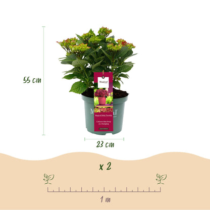 Green boutiQ - Terrasplant - Hortensia - Hydrangea Magical Teusday & Saphire - Rood - 6-10 Bloemen - Pot 23cm Hoogte 55cm