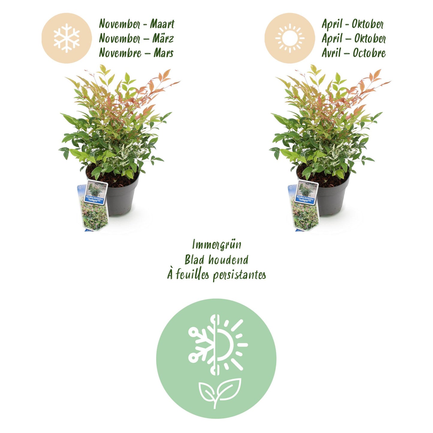 Green boutiQ - Tuinplant - Nandina Twilight - Bont & Roze - 1 Plant - Groenblijvend - Weinig Onderhoud - Pot 17cm Hoogte 45cm