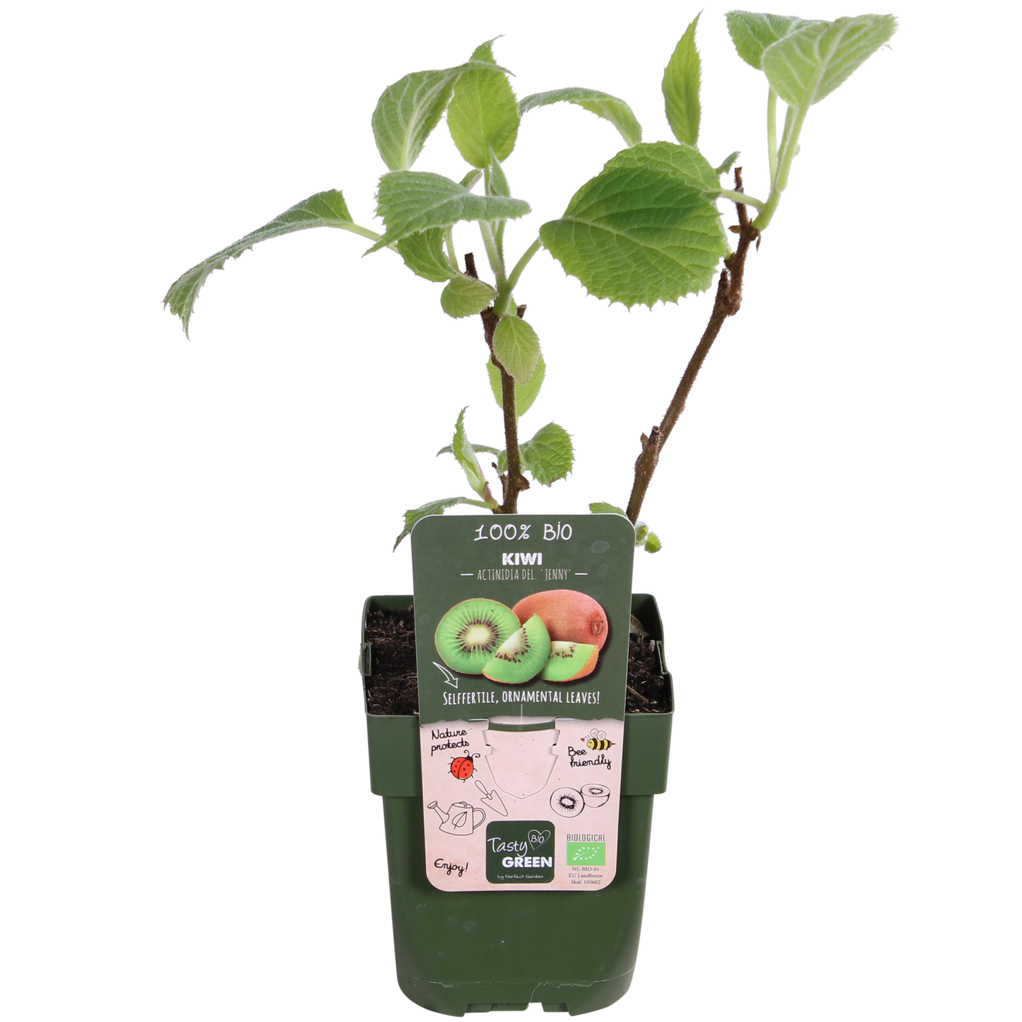 Actinidia delciosioa 'Jenny' - Kiwi - Ø13cm - ↕45cm