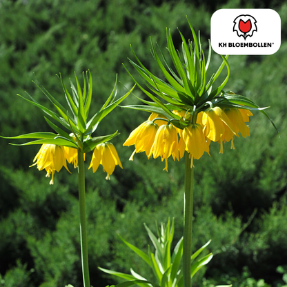 Fritillaria / Keizerskroon Lutea 5 stuks