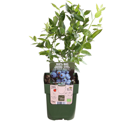 "Zomervruchten" BIO Fruitplanten mix set van 4 verschillende soorten