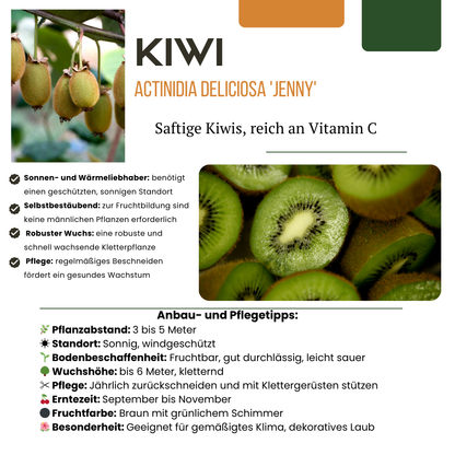 "Zoete oogst trio" BIO Fruitplanten mix set van 3 verschillende soorten