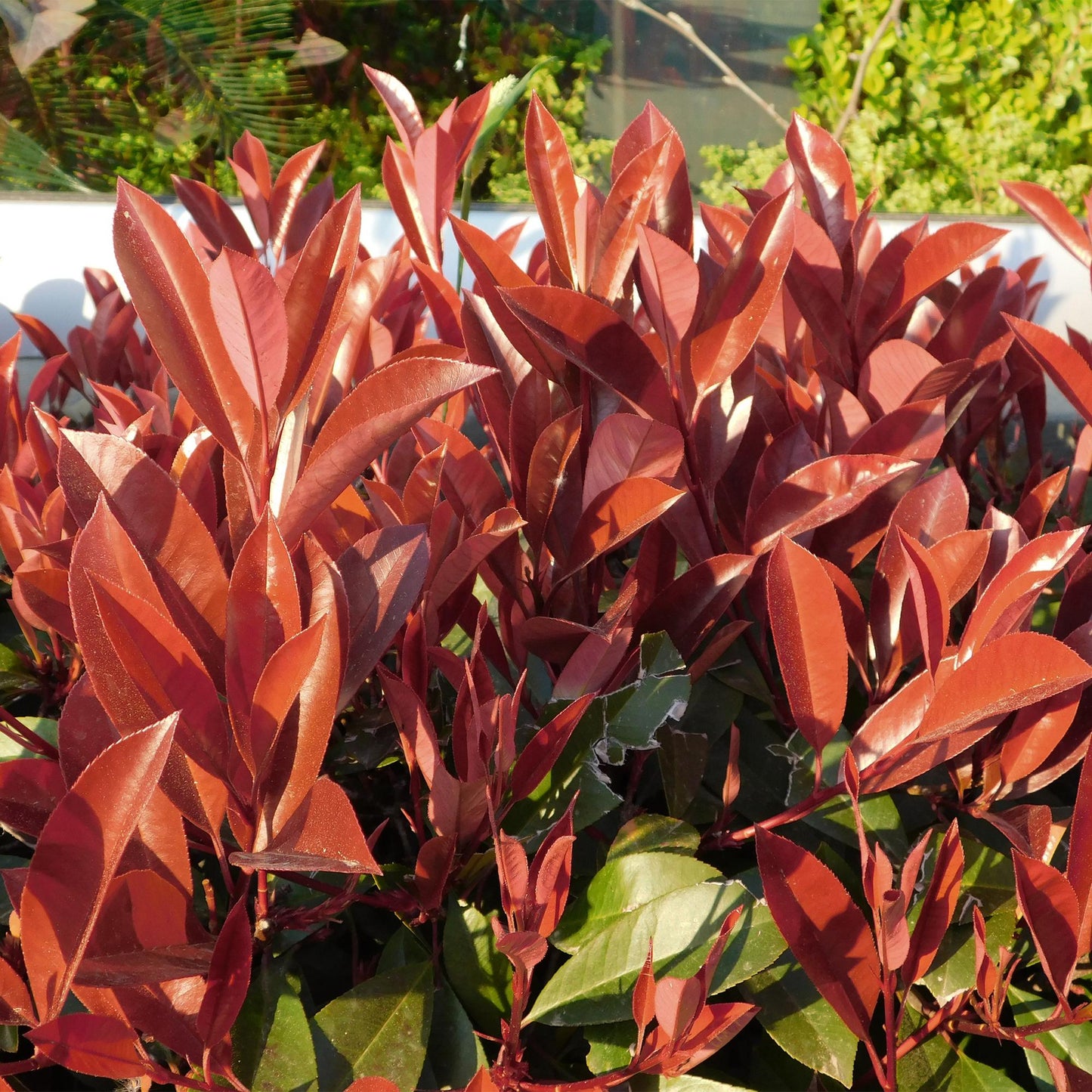 Green boutiQ - Plant op Stam - Photinia fraseri Little Red Robin - Terras Plant - Bladhoudend - Winterhard - Groen-Rood Blad - Pot 19cm Hoogte 90cm
