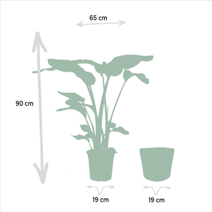 Strelitzia Nicolai - Ø19cm - ↕85cm + Alocasia Macrorrhiza - Ø19cm - ↕70cm + Mand Igmar