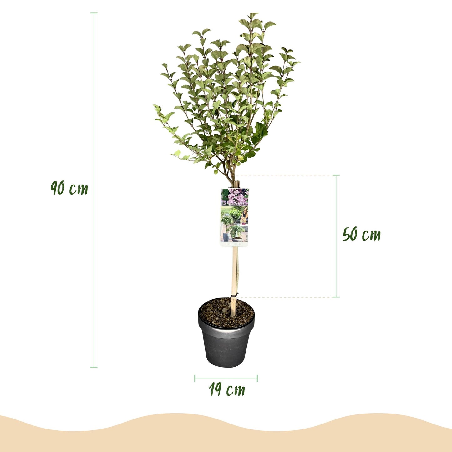 Green boutiQ - Plant op Stam- Syringa meyeri Palibin - Terras Plant - Bladverliezend - Winterhard- Paarse Bloem - Pot 19cm Hoogte 90cm