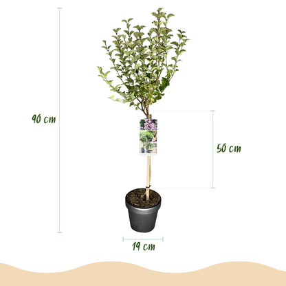 Green boutiQ - Plant op Stam- Syringa meyeri Palibin - Terras Plant - Bladverliezend - Winterhard- Paarse Bloem - Pot 19cm Hoogte 90cm