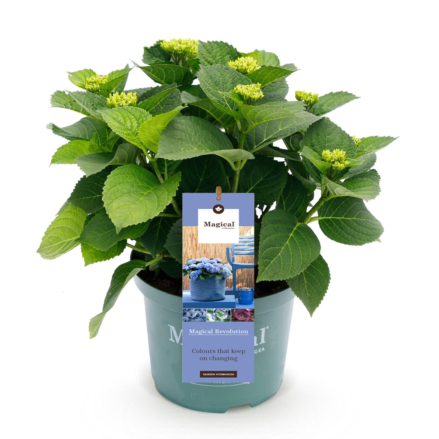 Green boutiQ - Terrasplant - Hortensia - Hydrangea Magical Revolution Blue - Blauw - 6-10 Bloemen - Pot 23cm Hoogte 55cm
