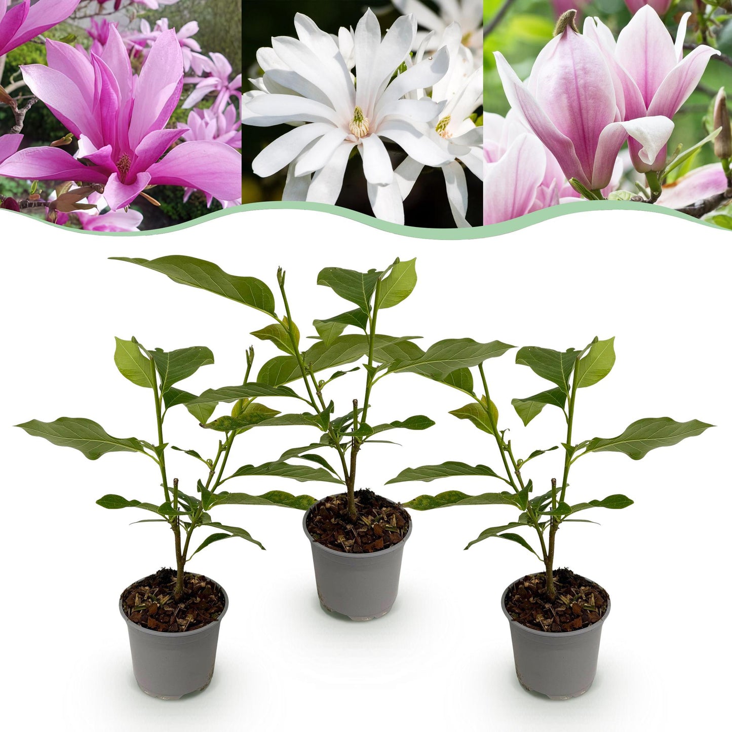Green boutiQ - Tuinplant - Magnolia Tricolour - Bloem Wit-Roze-Paars - 3 Planten - Bladverliezend - Weinig Onderhoud - Pot 12cm Hoogte 30cm