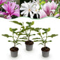 Green boutiQ - Tuinplant - Magnolia Tricolour - Bloem Wit-Roze-Paars - 3 Planten - Bladverliezend - Weinig Onderhoud - Pot 12cm Hoogte 30cm