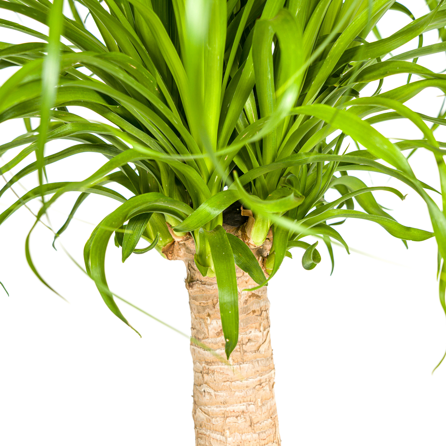 Beaucarnea Recurvata Stam met mand Ø21cm - ↕60 - 80cm