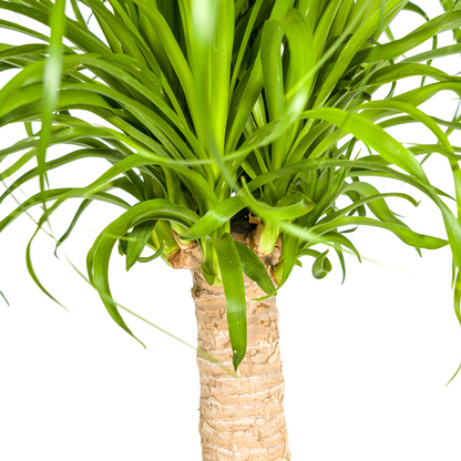 Beaucarnea Recurvata Stam met mand Ø21cm - ↕60 - 80cm