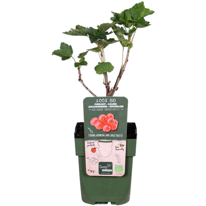 Ribes rubrum 'Jonkheer van Tets' - Aalbes - Ø13cm - ↕45cm