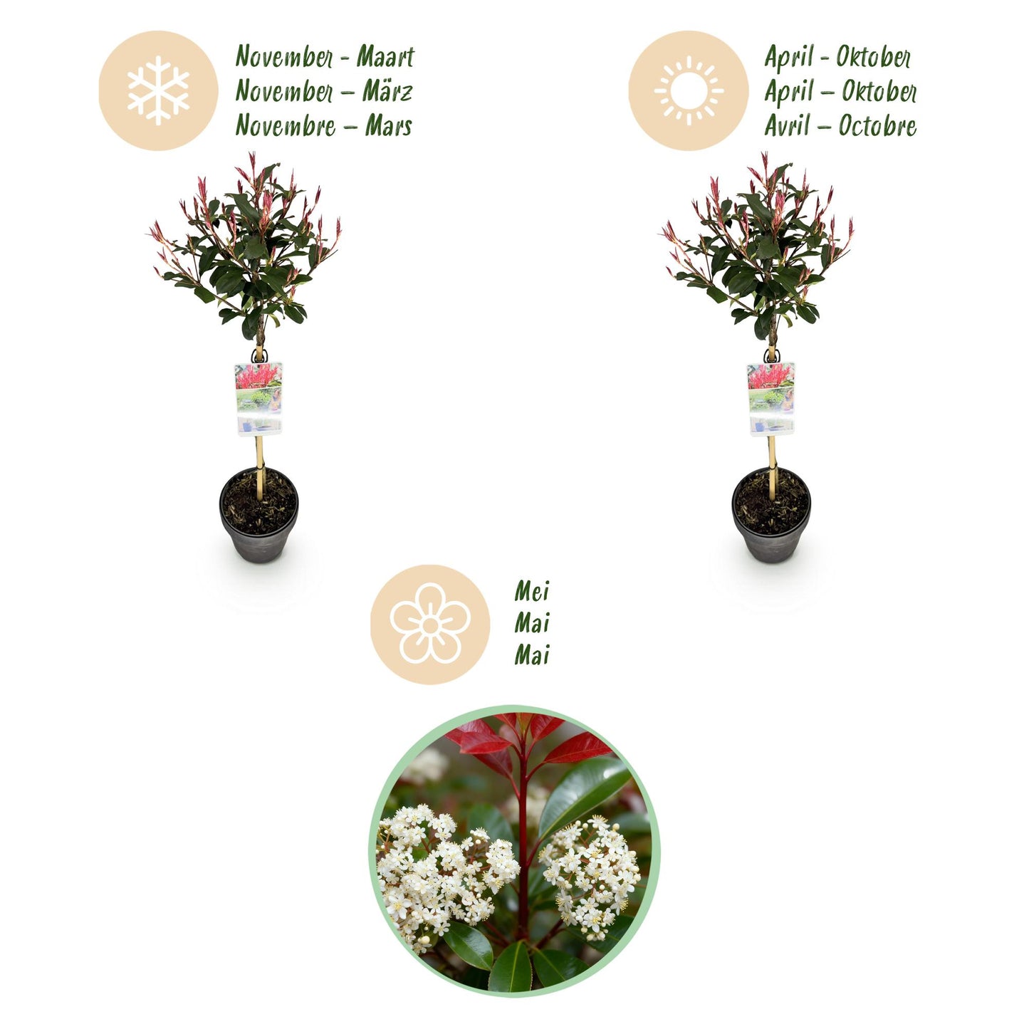 Green boutiQ - Plant op Stam - Photinia fraseri Carre Rouge - Terras Plant - Bladhoudend - Winterhard - Groen-Rood Blad - Pot 19cm Hoogte 90cm