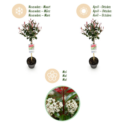 Green boutiQ - Plant op Stam - Photinia fraseri Carre Rouge - Terras Plant - Bladhoudend - Winterhard - Groen-Rood Blad - Pot 19cm Hoogte 90cm