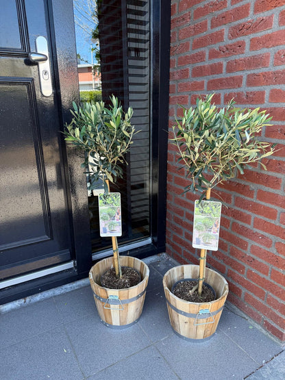 Green boutiQ - Plant op Stam - Olea Europaea - Terras Plant - Bladhoudend - Winterhard - Olijfgroen Blad - Pot 19cm Hoogte 90cm