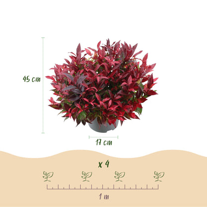 Green boutiQ - Tuinplant - Leucothoe Zeblid - Rood - 2 Planten - Groenblijvend - Weinig Onderhoud - Pot 17cm Hoogte 45cm