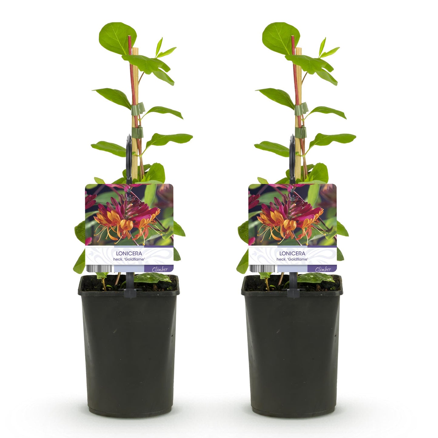 Green boutiQ - Kamperfoelie - Lonicera heckrottii Goldflame -Bbloem Roze met Geel  - Weinig onderhoud - 2 planten - Pot 11cm Hoogte 40cm