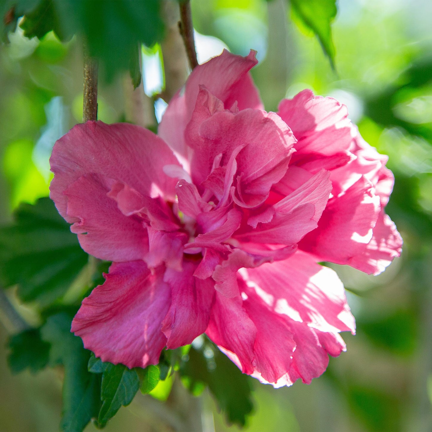 Green boutiQ - Plant op Stam - Hibiscus syriacus Magenta Chiffon® - Terras Plant - Bladverliezend - Winterhard - Roze Bloem - Pot 19cm Hoogte 90cm